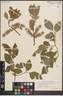 Foto von Salix caprea L.